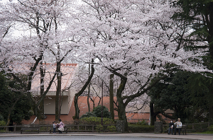 桜山広場