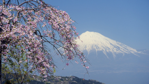 富士川ＳＡの桜