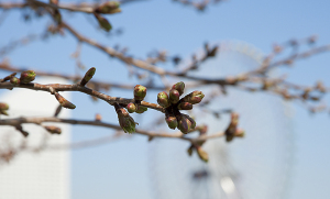 ３月２７日の桜