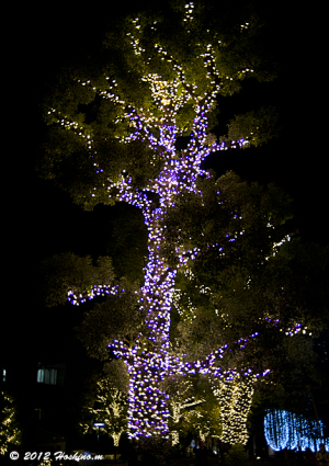 東京ミッドタウンのクリスマス・奇跡の木