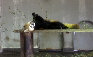 夢見ヶ崎動物公園のレッサーパンダ