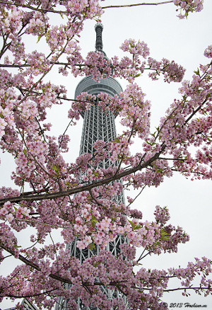河津桜満開の東京スカイツリー