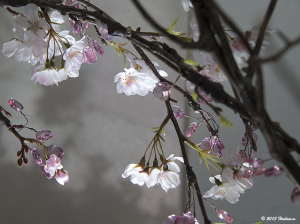 横浜ランドマークプラザのクリスタル桜