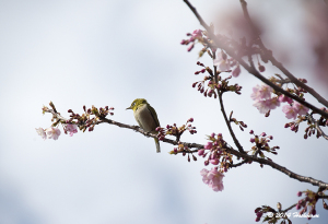 河津桜とメジロ