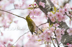 河津桜とメジロ