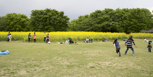 国営昭和記念公園の　菜の花と　からし菜