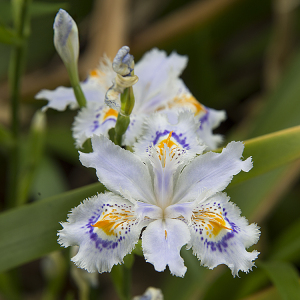 Iris Japonica　（シャガ）