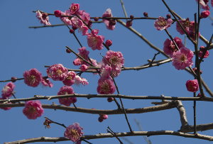 上野東照宮の梅の花