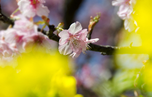 三浦海岸桜まつり　河津桜と菜の花