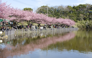 三浦海岸桜まつり　小松ヶ池公園の河津桜