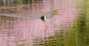 三浦海岸桜まつり　小松ヶ池公園の鴨