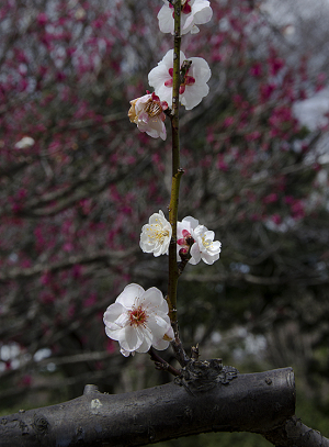 国営昭和記念公園の梅　八重野梅（やえやばい）