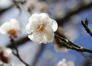 国営昭和記念公園の梅　八重野梅（やえやばい）