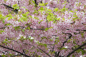 多摩川土手の河津桜