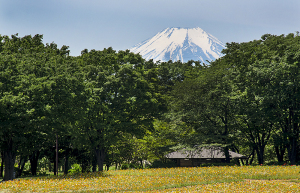 昭和記念公園から見える富士山