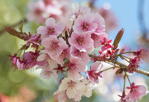 上野恩賜公園の寒桜