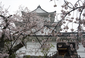 小田原城の桜