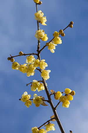 ソシンロウバイ（素心蝋梅）