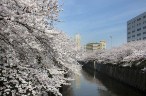目黒川の桜（ソメイヨシノ）