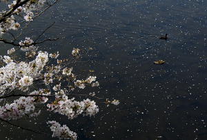 目黒川の桜（ソメイヨシノ）