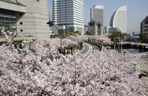 横浜・みなとみらいの桜