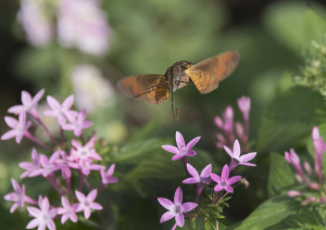 ペンタスの花にホシホウジャク