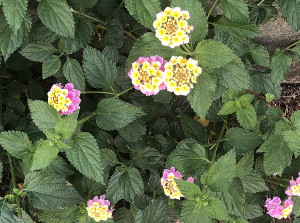 ランタナ（Lantana）