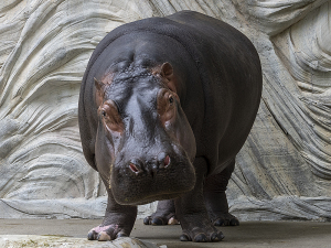 カバ（河馬）Hippopotamus