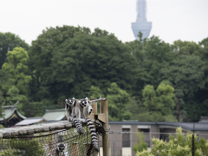 上野動物園のワオキツネザル（輪尾狐猿）