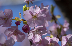 河津桜（カワヅザクラ）