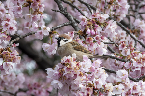 オオカンザクラ（大寒桜）とスズメ