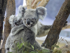 金沢動物園のコアラの赤ちゃん「たんぽぽ」