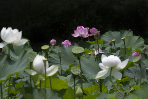 国営昭和記念公園のハスの花