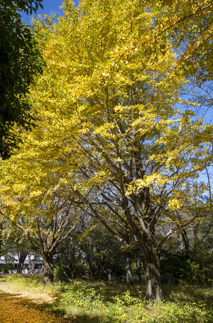 国営昭和記念公園の紅葉・黄葉