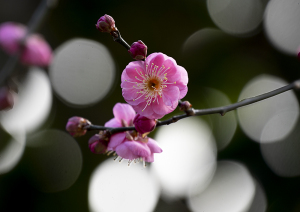 上野東照宮ぼたん苑の梅の花