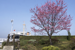 氷川丸と日米友好ガールスカウトの像と横浜緋桜