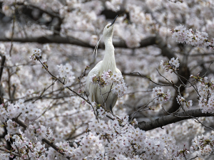 桜の中の コサギ