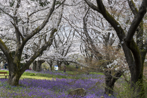 国営昭和記念公園の桜