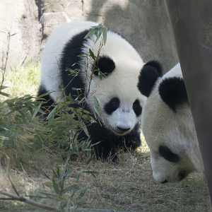 上野動物園の双子パンダ「レイレイ」