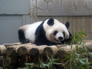 上野動物園のジャイアントパンダ「シャンシャン」