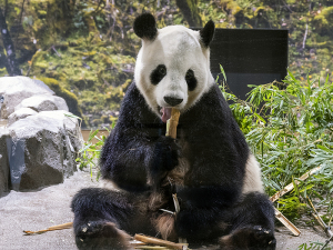 上野動物園のジャイアントパンダ・リーリー（力力）