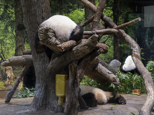 上野動物園のジャイアントパンダ（母子）