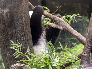 上野動物園のジャイアントパンダ・レイレイ