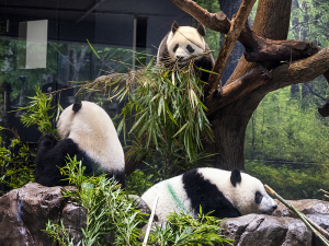 上野動物園のジャイアントパンダ（母子）