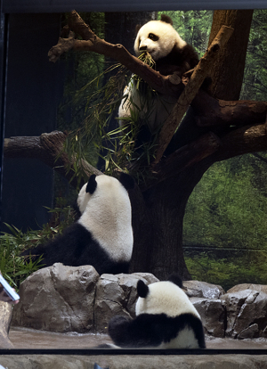 上野動物園のジャイアントパンダ・シンシンとシャオシャオ、レイレイ