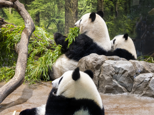 上野動物園のジャイアントパンダ・シンシンとシャオシャオ、レイレイ