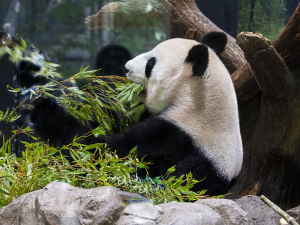 上野動物園のジャイアントパンダ・シンシン