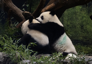 上野動物園のジャイアントパンダ・シンシンとシャオシャオ