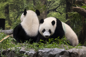 上野動物園のジャイアントパンダ・シンシンとシャオシャオ
