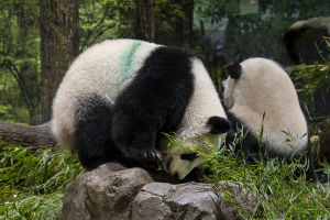 上野動物園のジャイアントパンダ・シャオシャオとシンシン